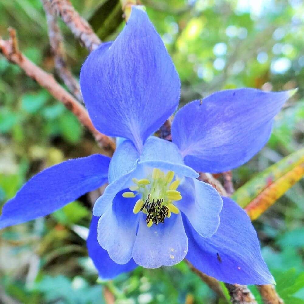 fleur printanière : Ancolies