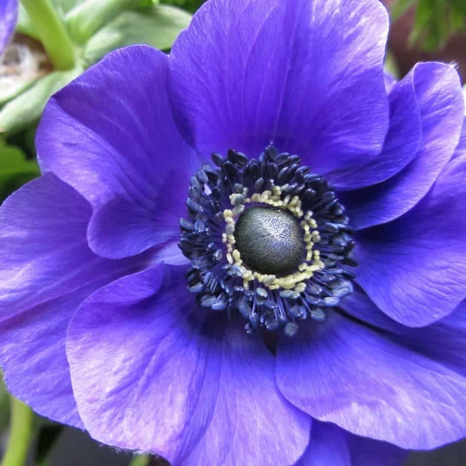 fleur printanière : Anemone