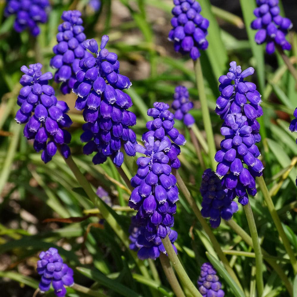 fleur printanière : Muscari