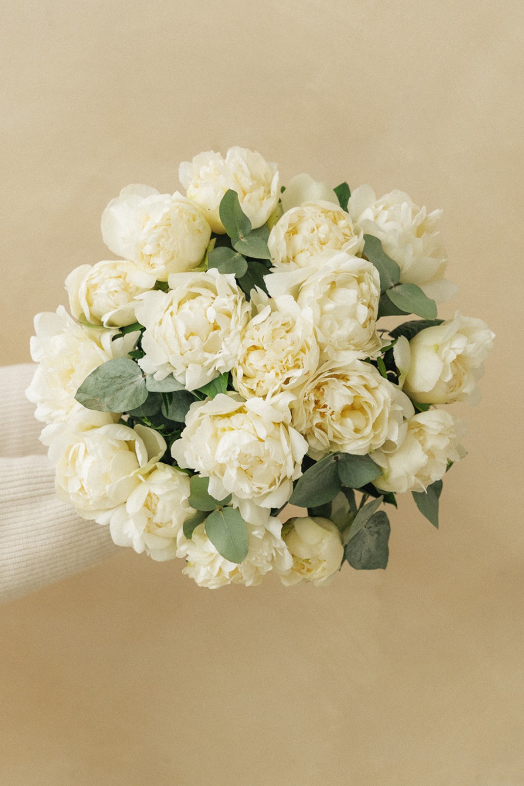 Un bouquet de pivoines blanches avec des feuillages verts, tenu par une main vêtue d’un gant blanc, sur un fond beige uni.